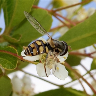 Melangyna viridiceps at Nicholls, ACT - 1 Nov 2024 by AlisonMilton