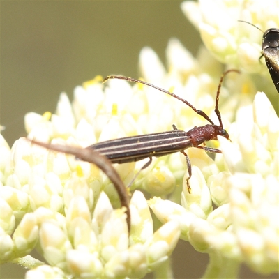 Syllitus rectus (Longhorn beetle) at Acton, ACT - 27 Nov 2024 by ConBoekel