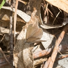 Zizina otis (Common Grass-Blue) at Bungonia, NSW - 17 Nov 2024 by AlisonMilton