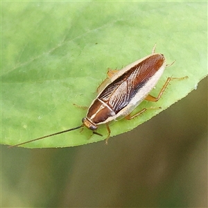 Balta bicolor at O'Connor, ACT - 28 Nov 2024 03:42 PM