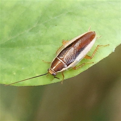 Balta bicolor (A balta cockroach) at O'Connor, ACT - 28 Nov 2024 by ConBoekel