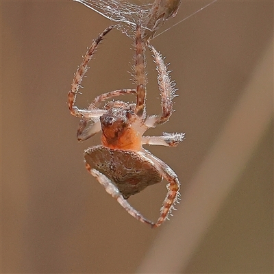 Dolophones sp. (genus) (Wrap-around spider) at Acton, ACT - 27 Nov 2024 by ConBoekel