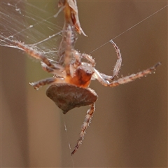 Dolophones sp. (genus) at Acton, ACT - 28 Nov 2024