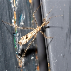 Stenolemus sp. (genus) (Thread-legged assassin bug) at Higgins, ACT by AlisonMilton