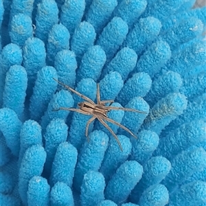 Argoctenus sp. (genus) at Kambah, ACT - 29 Nov 2024 06:27 PM