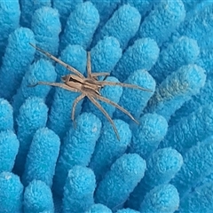 Argoctenus sp. (genus) at Kambah, ACT - 29 Nov 2024 06:27 PM