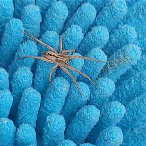 Argoctenus sp. (genus) at Kambah, ACT - 29 Nov 2024 06:27 PM