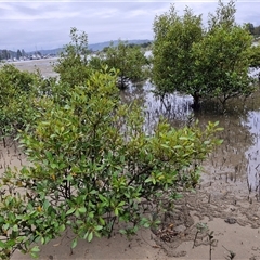 Avicennia marina subsp. australasica (Grey Mangrove) at Batemans Bay, NSW - 29 Nov 2024 by trevorpreston