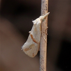 Heliocosma argyroleuca (A tortrix or leafroller moth) at Acton, ACT - 27 Nov 2024 by ConBoekel