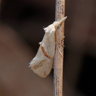 Heliocosma argyroleuca (A tortrix or leafroller moth) at Acton, ACT - 28 Nov 2024 by ConBoekel