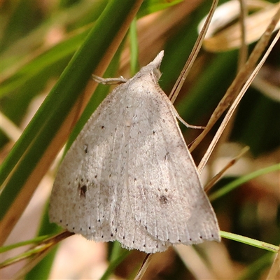 Nearcha nullata (Rounded Nearcha) at Acton, ACT - 27 Nov 2024 by ConBoekel