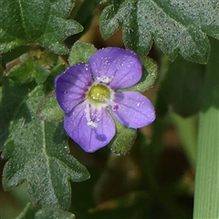 Veronica calycina (Hairy Speedwell) at Acton, ACT - 28 Nov 2024 by ConBoekel