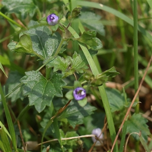 Veronica calycina at Acton, ACT - 28 Nov 2024 10:42 AM