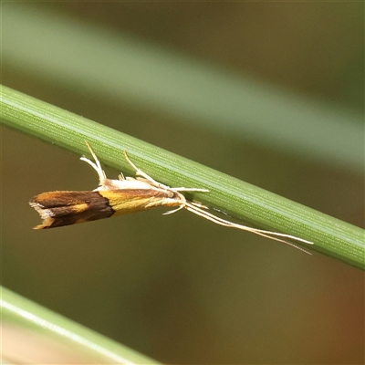 Crocanthes glycina (Crocanthes glycina) at Acton, ACT - 28 Nov 2024 by ConBoekel