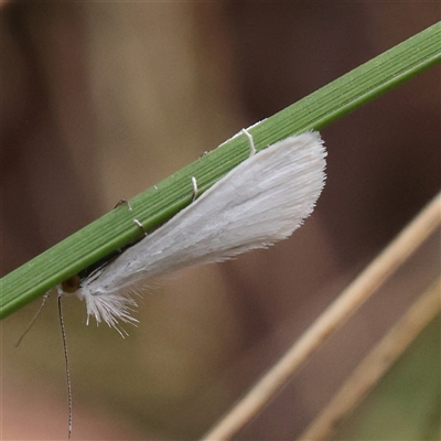 Tipanaea patulella (A Crambid moth) at Acton, ACT - 27 Nov 2024 by ConBoekel