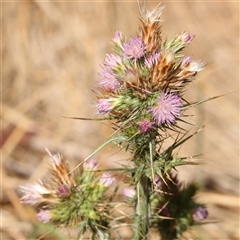 Carduus tenuiflorus (Winged Slender Thistle) at Acton, ACT - 28 Nov 2024 by ConBoekel