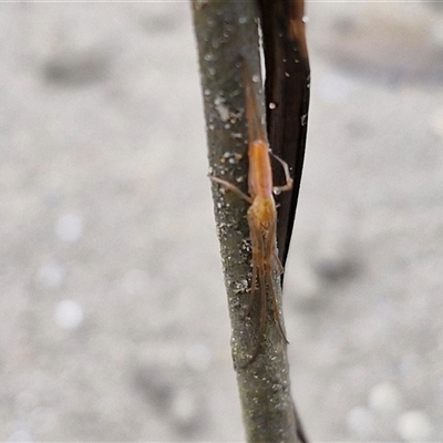 Tetragnatha sp. (genus) (Long-jawed spider) at Batemans Bay, NSW - 29 Nov 2024 by trevorpreston