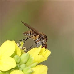 Geron sp. (genus) (Slender Bee Fly) at Acton, ACT - 27 Nov 2024 by ConBoekel