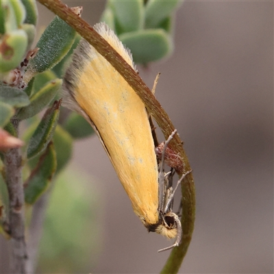 Parergophela melirrhoa (Chezela Group) at Acton, ACT - 28 Nov 2024 by ConBoekel