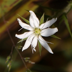 Stellaria pungens (Prickly Starwort) at Acton, ACT - 28 Nov 2024 by ConBoekel