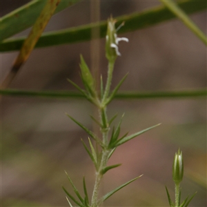 Stellaria pungens at Acton, ACT - 28 Nov 2024 11:11 AM