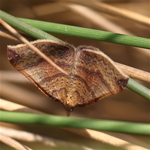 Anachloris uncinata (Hook-winged Carpet) at Acton, ACT by ConBoekel