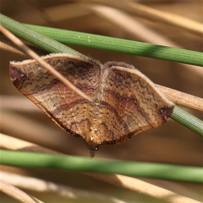 Anachloris uncinata (Hook-winged Carpet) at Acton, ACT - 28 Nov 2024 by ConBoekel