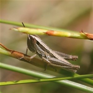 Macrotona australis (Common Macrotona Grasshopper) at Acton, ACT by ConBoekel