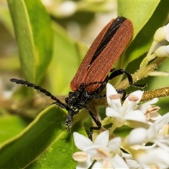 Porrostoma rhipidium at Hawker, ACT - 11 Nov 2024