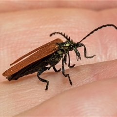 Porrostoma rhipidium at Hawker, ACT - 11 Nov 2024