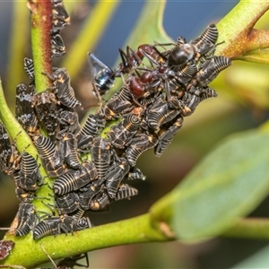 Eurypella tasmaniensis at Bungonia, NSW - 17 Nov 2024