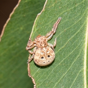 Cymbacha sp (genus) at McKellar, ACT - 11 Nov 2024 01:07 PM