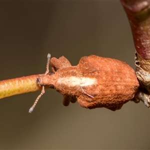 Gonipterus scutellatus (Eucalyptus snout beetle, gum tree weevil) at McKellar, ACT by AlisonMilton