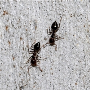 Crematogaster sp. (genus) (Acrobat ant, Cocktail ant) at Lawson, ACT by AlisonMilton