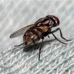 Unverified Blow fly (Calliphoridae) at Lawson, ACT - 11 Nov 2024 by AlisonMilton