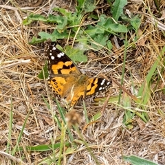 Vanessa kershawi (Australian Painted Lady) at Lawson, ACT - 11 Nov 2024 by AlisonMilton