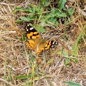 Vanessa kershawi (Australian Painted Lady) at Lawson, ACT by AlisonMilton