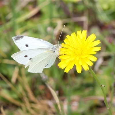 Pieris rapae (Cabbage White) at Lawson, ACT - 11 Nov 2024 by AlisonMilton