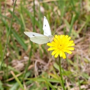 Pieris rapae at Lawson, ACT - 11 Nov 2024 11:49 AM