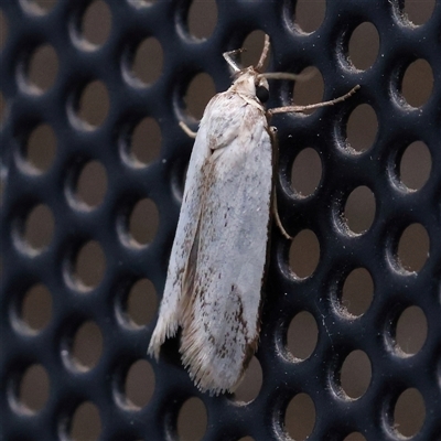 Philobota productella (Pasture Tunnel Moth) at Turner, ACT - 27 Nov 2024 by ConBoekel