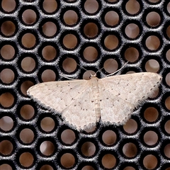 Idaea philocosma (Flecked Wave) at Turner, ACT - 27 Nov 2024 by ConBoekel