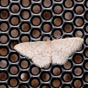 Idaea philocosma (Flecked Wave) at Turner, ACT by ConBoekel