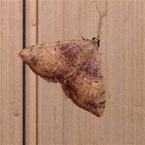 Chrysolarentia mecynata (Mecynata Carpet Moth) at Turner, ACT by ConBoekel