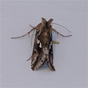 Chrysodeixis argentifera (Tobacco Looper) at Turner, ACT by ConBoekel