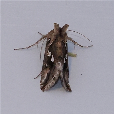 Chrysodeixis argentifera (Tobacco Looper) at Turner, ACT - 26 Nov 2024 by ConBoekel