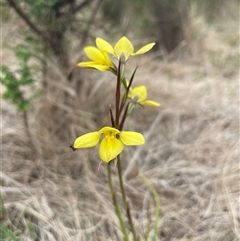 Diuris monticola (Highland Golden Moths) at Rendezvous Creek, ACT - 29 Nov 2024 by nathkay