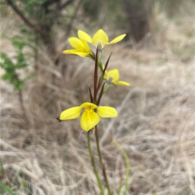 Diuris monticola (Highland Golden Moths) at Rendezvous Creek, ACT - 29 Nov 2024 by nathkay