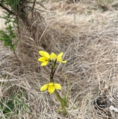 Diuris monticola at Rendezvous Creek, ACT - 29 Nov 2024