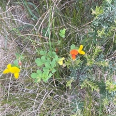 Lotus corniculatus (Birds-Foot Trefoil) at Rendezvous Creek, ACT - 29 Nov 2024 by nathkay