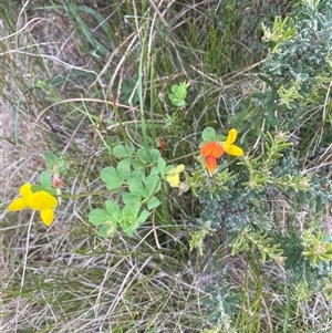 Lotus corniculatus at Rendezvous Creek, ACT - 29 Nov 2024